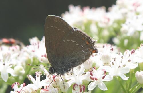 Réf. 208 760 : Satyrium ilicis